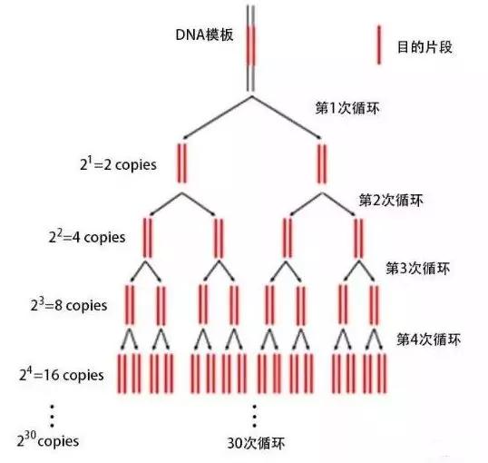 新冠PCR檢測(cè)